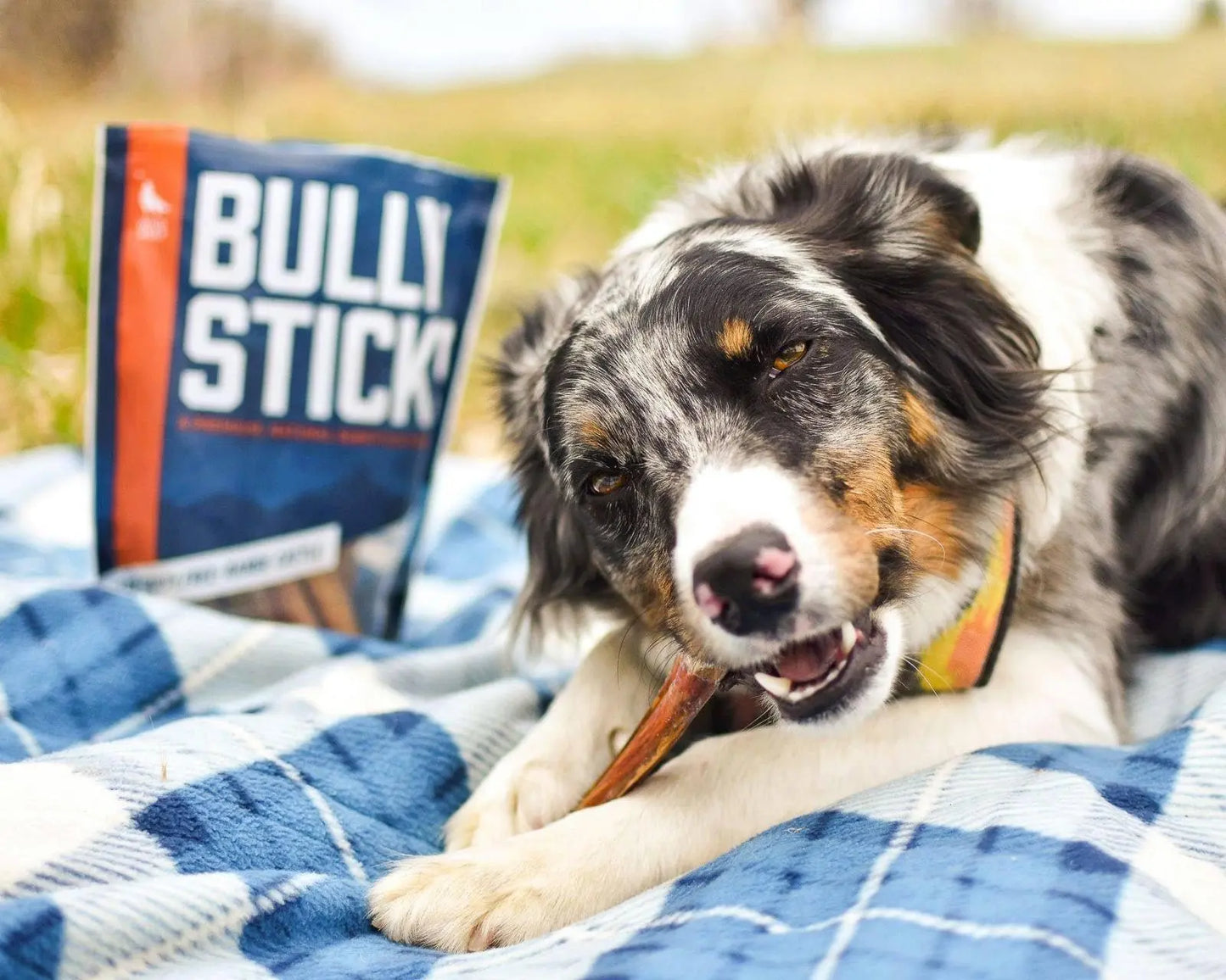 Beef Scapula Dog Chews (1 Pound) 100% Natural Free Range, Grass Fed Beef - Loaded with Glucosamine and Chondroitin to Support Joint Health
