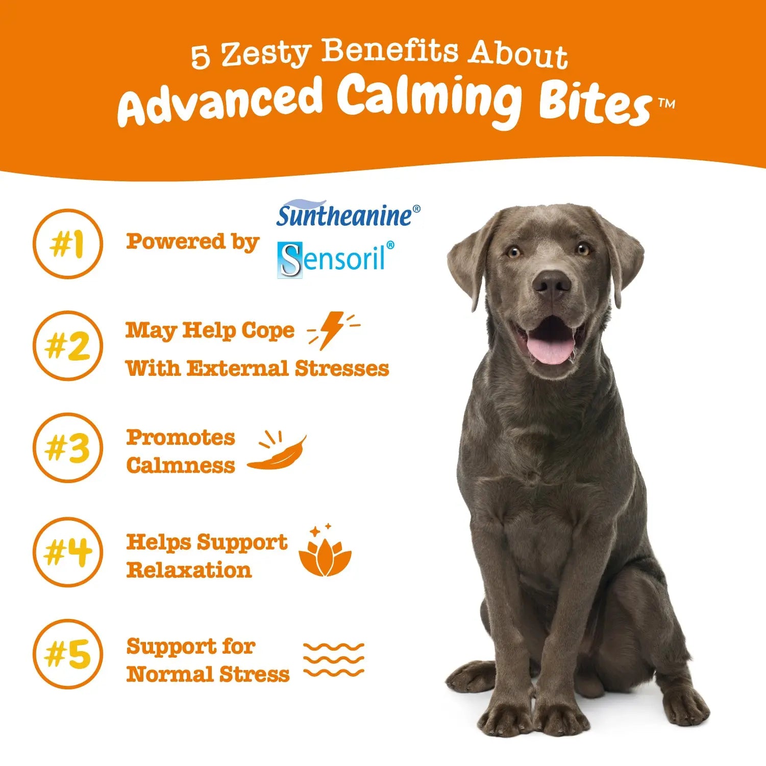 Zesty Paws Advanced Calming Bites for Dogs, Dog Composure & Relaxation Chews, Relief Soft Chew Pet Treats for Everyday Stress Support Food Natural