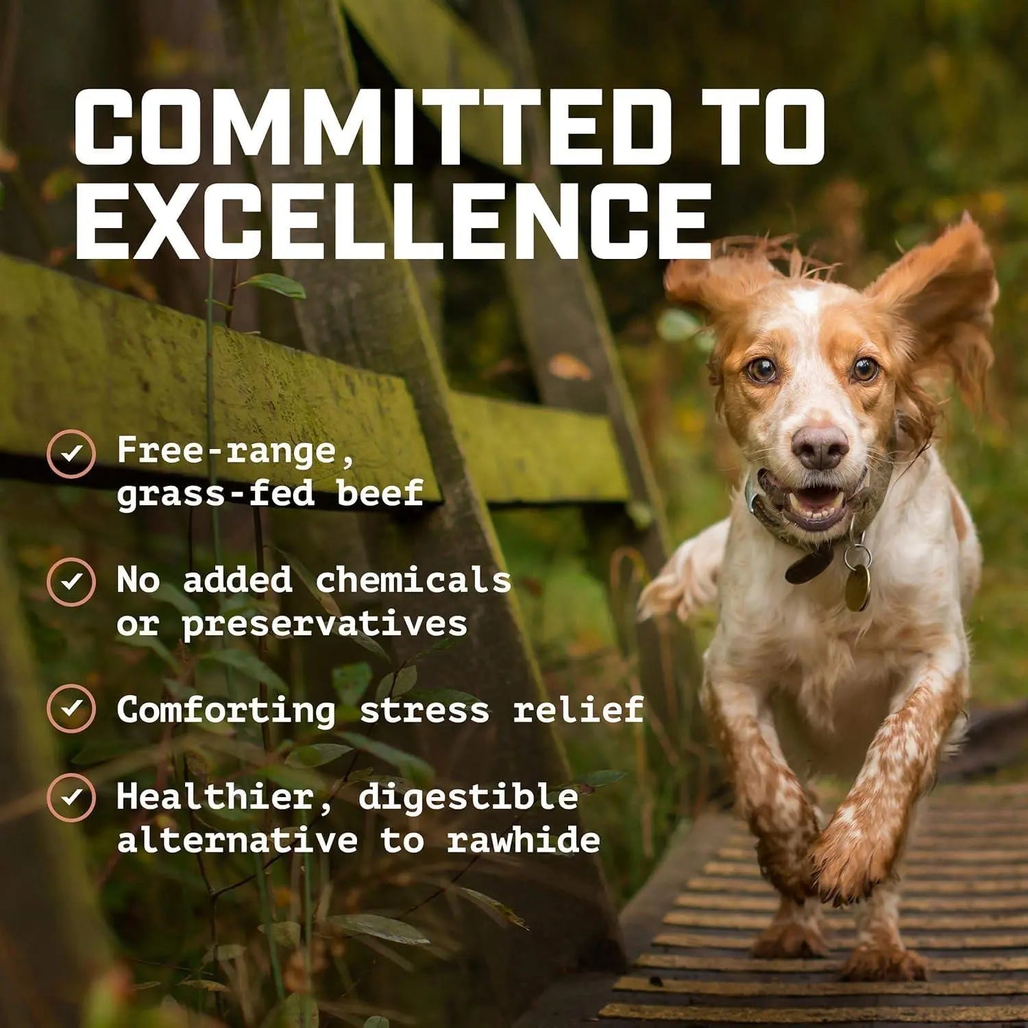 Beef Scapula Dog Chews (1 Pound) 100% Natural Free Range, Grass Fed Beef - Loaded with Glucosamine and Chondroitin to Support Joint Health